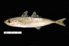 Decapterus punctatus, round scad, from SEAMAP collections